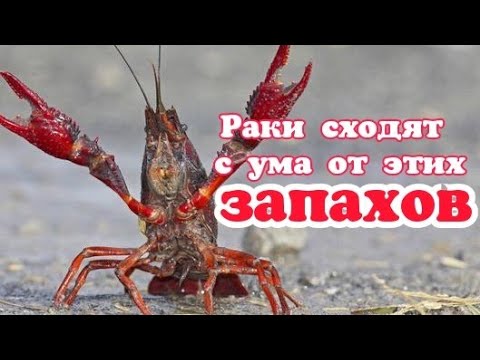 Какой аромат предпочитают раки осенью? Как поймать много раков осенью?