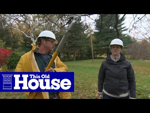 How to Prune a Crabapple Tree | This Old House