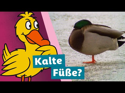 Kriegen Enten kalte Füße? | Die Maus | WDR