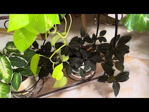 Джунгли в квартире. И снова здравствуйте! Обзор растений!