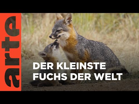 Wie der Graufuchs seine Insel rettete | ARTE Family