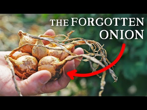 The Ancient Onion That Keeps Giving | Rare Perennial Vegetable