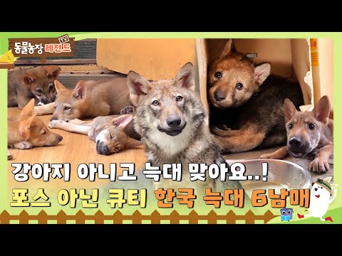 [TV 동물농장 레전드/SUB] 강아지 아니고 늑대 맞아요...! 포스 아닌 큐티 한국 늑대 6남매! #TV동물농장 #AnimalFarm #SBSstory