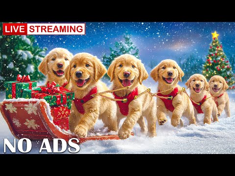 Chrismast Music🎄 Relaxing Music for Dogs Home Alone🐾Anti-Anxiety Sounds for Calm and Comfort All Day