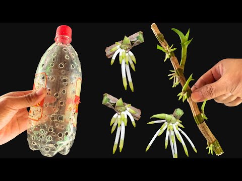 Put dry Dendrobium orchid branches into the jar! Suddenly every node sprouted