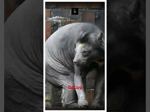 هل تعلم أن لون الدب القطبي ليس أبيض؟ #حيوانات_مفترسه #معلومات