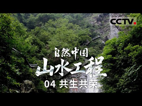 《自然中国之山水工程》04 共生共荣：万里长江滋养了近五分之一的国土 人与自然的故事在这方舞台上演【CCTV纪录】