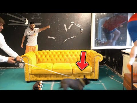 HUNDE PRANK an JORDAN (Jordan springt aus Fenster)