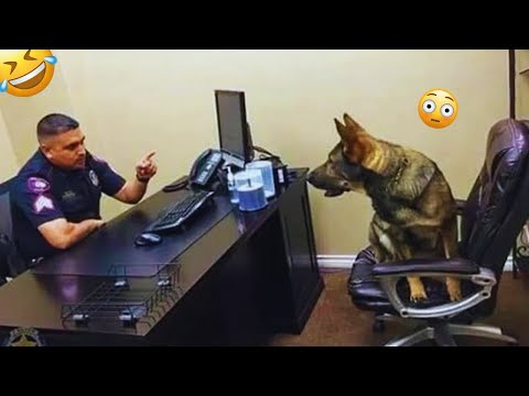 I dare you not to LAUGH at these FUNNY DOGS 😁🦮 - Best Funny Animals Videos 2024 & 2025#56