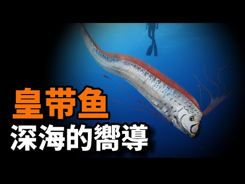 巨型皇帶魚之謎：它是最長硬骨魚，是17米長巨型海蛇的原型，也是來自深海地獄的嚮導，充滿傳奇色彩的生物