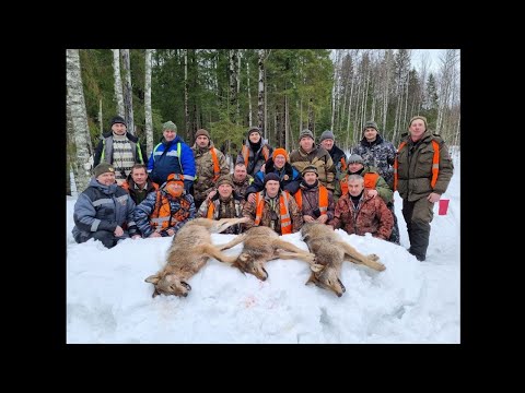 ОХОТА НА ВОЛКА 25.02.2024. ВОЕННОЕ ОХОТОБЩЕСТВО.