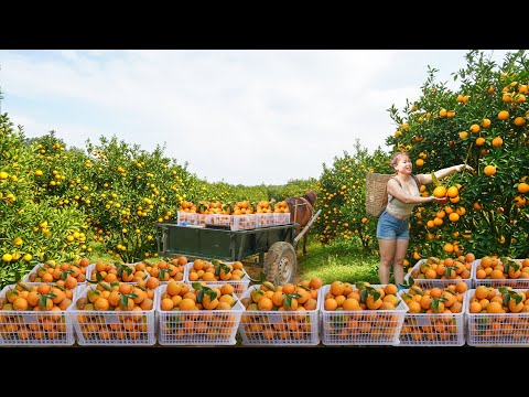 Harvesting Many Oranges High in the Mountains, Use Horse Drawn Cart Transport Oranges To Sell