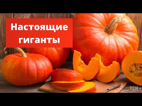 ГИГАНТСКАЯ КРАСАВИЦА | Выращивание гигантской тыквы