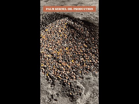 Making Palm Kernel Oil in Warri!