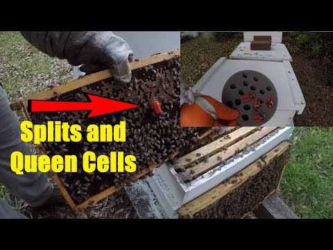 Splitting Bees Using Queen Cells-How I Do