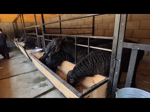 КОЧКОР КАНА, КОЧКОР БИЗНЕС