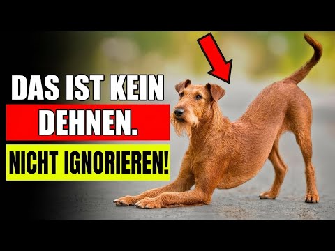 Wenn Dein Hund Sich Streckt, Wenn Er Dich Sieht... Das Bedeutet Es Wirklich