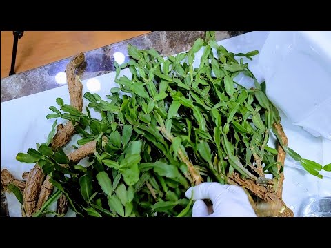 I pruned the crab cactus and rooted it with a rooting agent.