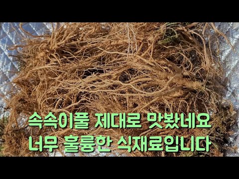 속속이풀 맛보세요 식재료로 너무 훌륭합니다