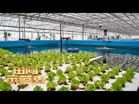 鱼菜共生效益高！乡土专家实地走访，揭秘新型复合耕作体系的生财之道！丨「田间示范秀」20220112