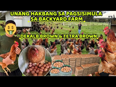 DEKALB BROWN & TETRA BROWN - UNANG HAKBANG SA PAGSISIMULA SA BACKYARD FARM