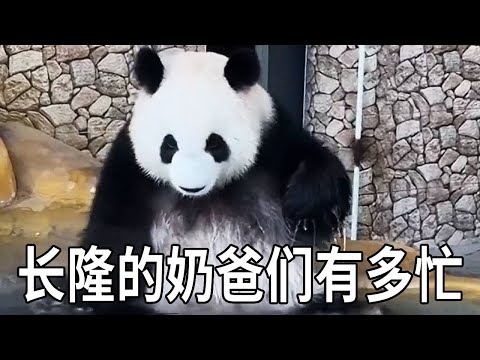 长隆真的太热闹了！饲养员们除了追猪还要抓猴，还要防着经常越狱的妹猪【你好大熊猫】#大熊猫#搞笑#国宝