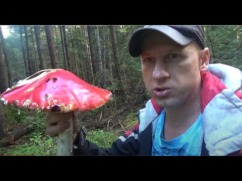 Поїхав по гриби і пробив колеса