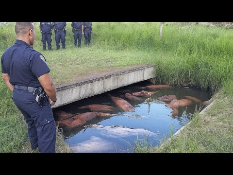 Überall auf der Welt Geschehen Seltsame Dinge; Niemand Weiß Warum