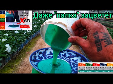 Честно это был секрет. ОЧЕНЬ ВЫСОКОКОНЦЕНТРИРОВАННОЕ УДОБРЕНИЕ. СУПЕР БЫСТРОЕ БУТОНИЗАЦИЯ и ЦВЕТЕНИЯ