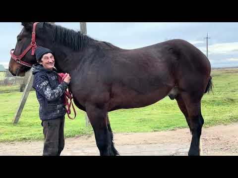 Grasshopper for Sale