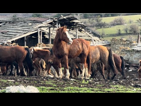 Конюшня в выкупленном Олегом Зубковым колхозе привела в ШОК даже журналистов!!!