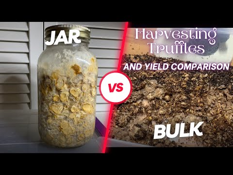 Harvesting Truffle Jars PLUS Bulk vs. Jar Yield Comparison! Should You Go Bulk with Sclerotia?
