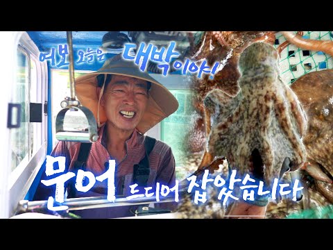 대박이에요! 문어잡이 허탕만 치는 줄 알았는데 엄청 많이 잡혔네요 ㅎㅎ 도시 남자가 귀어한 이유 #여수 #화태도 #어영차바다야