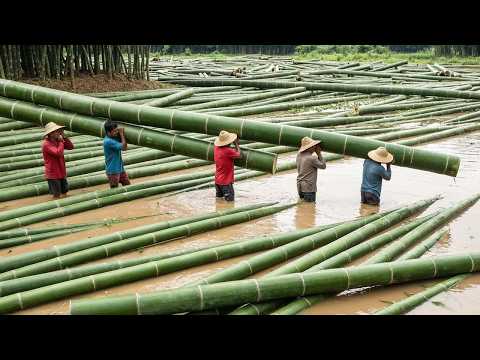 How They Cut Down 11,000 Bamboo Stalks Per Minute — Inside a $67 Billion Industry