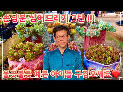 The third installment of planting guests is back!! Colorful and beautiful succulents!! Come feast...