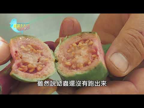 【嘉義鹿草】留住土芭樂的芳香 | 用心的產業 | 281 | #美麗心台灣