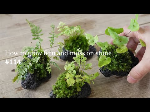 How to grow fern and moss on lavastone #114