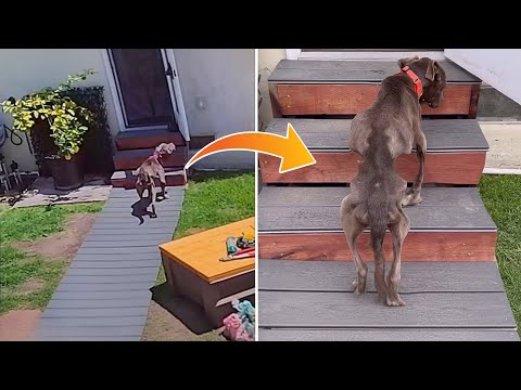 spent her last strength to escape from her family, then she knocked on my door asking for help