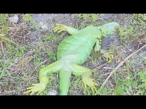 Florida issues emergency order for cold-stunned iguana removal during winter weather