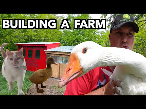 Homestead Journey: Goose House Build | Barn Cat Wrangling | Egg Hatch Update