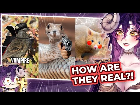 Australian Wildlife Is BUILT DIFFERENT || First More Parz Reaction