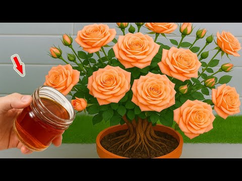 Few People Know That Roses Can Be Propagated In This Simple Way!