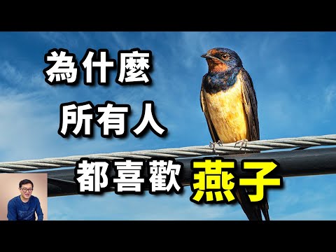 The most interesting facts about swallows！