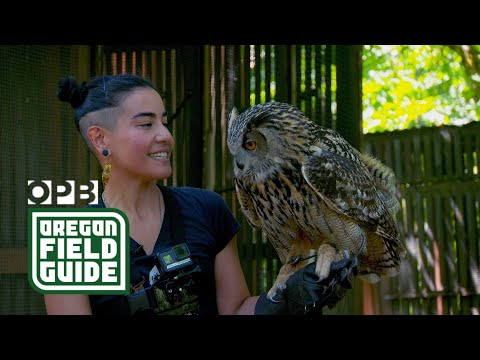 A day in the life of a raptor center | Oregon Field Guide