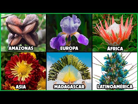 HERMOSAS PLANTAS que puedes encontrar ALREDEDOR DEL MUNDO