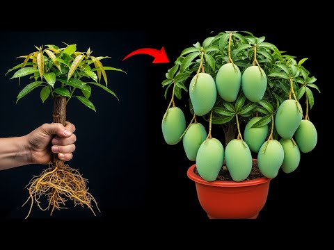 🌱How To Propagate Mango   Soursop and Sapodilla Trees Cutting Faster