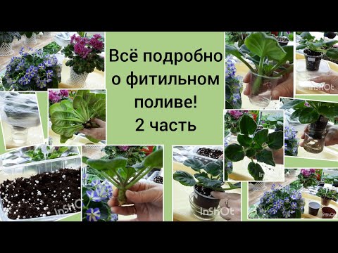 Фиалки! Рассказываю как уменьшить влажность, что сделать чтобы вода не зеленела, как удобрять, ...