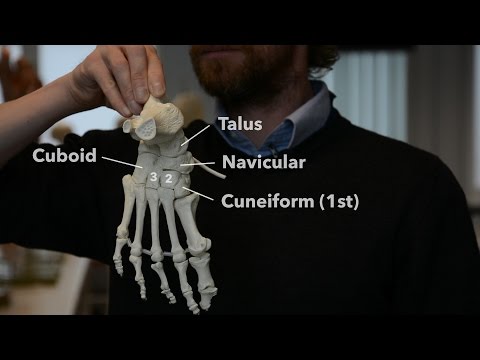 Foot and ankle bones