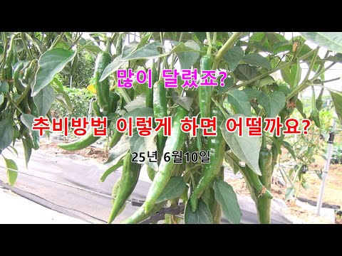 고추가 많이 달리는 이유있는 고추 추비방법
