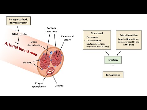 An Approach to Erectile Dysfunction